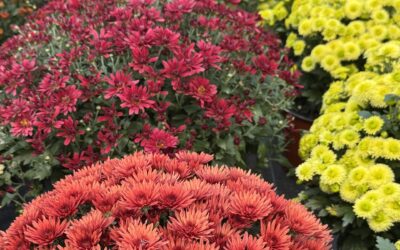 Part 4:  Decluttering Clears the Space. Feng Shui Activates It!